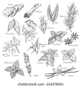 Herbs sketch of ginger and cinnamon, rosemary, sage and tarragon, dill and bay leaf seasoning. Flavoring dill, anise or basil and chili pepper, cumin, oregano and peppermint, vanilla and thyme