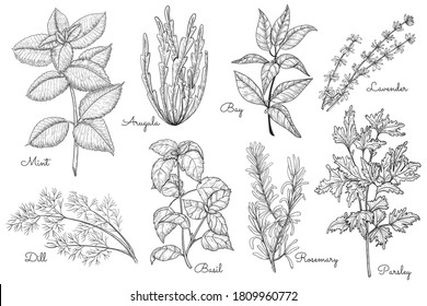 Herbs sketch. Mint, arugula, bay, dill, basil, rosemary, parsley, savender herbal diversity. Vector hand drawn organic healing herbs illustration. Lettering engraved icon isolated set on white