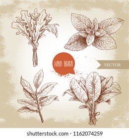 Herbs sketch set. Arugula bunch, mint leaves, basil and bay leaves. Hand drawn vector illustrations. Retro style for food design, kitchen and market.