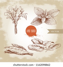 Herbs sketch set. Arugula bunch, mint leaves, basil and bay leaves. Hand drawn vector illustrations. Retro style for food design, kitchen and market.
