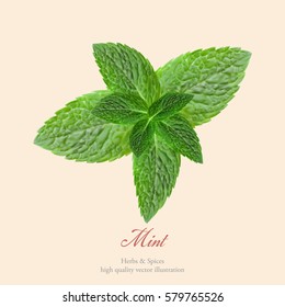 Herbs and spices banner. Vector illustration. Realistic fresh mint leaves isolated on a light background. Cooking ingredient. Decoration design element