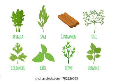 Herbs and spices, basil, thyme, arugula, sage, oregano, coriander, cinnamon. Organic green condiment. Made in cartoon flat style. Vector illustration