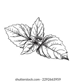 Kräuter und Gewürze Basil. Vektorgrafik. Basiskizzenzeichnung