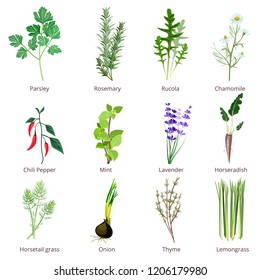 Herbs and spices. Camomiles thyne lemongrass wild flowers cartoon vector isolated. Organic spice and botanical herb illustration