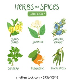 Herbs and spices collection 1. For essential oils, ayurvedic medicine