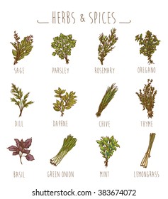 herbs and spices collection