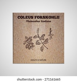 Herbs and Spices Collection - Coleus forskohlii.  Hand-sketched herbal element on cardboard background. Suitable for ads, signboards, packaging and identity designs