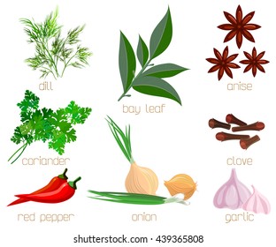 Herbs and spices collection. Culinary condiment vector illustration.