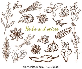 Herbs and spices collection with different natural and organic plants in sketch style isolated vector illustration