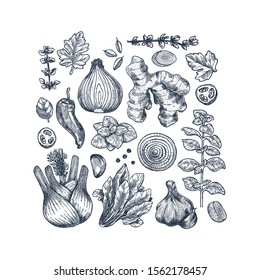 Herbs and spices collection. Ginger, spinach, onion, pepper, garlic, fennel, basil, oregano engraved vintage illustration. Vector illustration