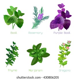 Herbs and spices: collection of kitchen and healing herbs. Vector illustration.