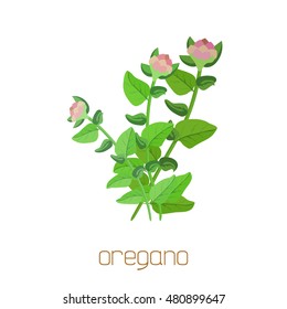 Herbs and spices collection with signed names: oregano.