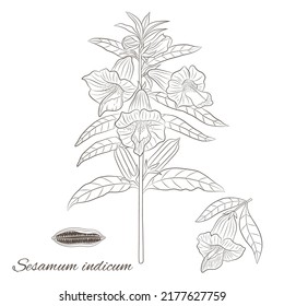 Herbs and spices collection. Vector graphic illustration with spice sesamum plant, flower and seeds on a white background