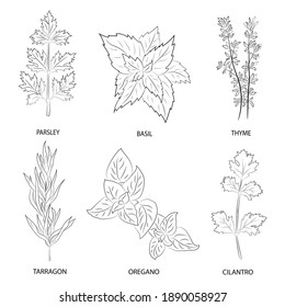 Herbs and spices collection. Vector Collection of hand drawn Spices and Herbs. Botanical plant illustration. Vintage Medicinal Herbs and plants. 