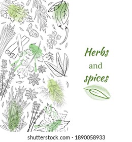 Colección de hierbas y especias. Colección vectorial de especias y hierbas extraídas a mano. Ilustración botánica. Hierbas y plantas medicinales antiguas. 