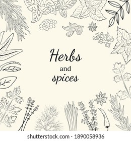 Herbs and spices collection. Vector Collection of hand drawn Spices and Herbs. Botanical plant illustration. Vintage Medicinal Herbs and plants. 