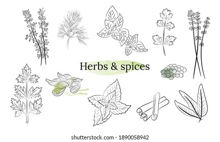 Colección de hierbas y especias. Colección vectorial de especias y hierbas extraídas a mano. Ilustración botánica. Hierbas y plantas medicinales antiguas. 
