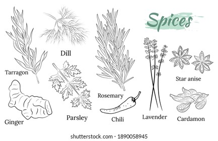 Sammlung von Kräuter und Gewürzen. Vektorgrafik von handgezeichneten Gewürzen und Kräuter. Botanische Pflanzengrafik. Vintage Medizin Kräuter und Pflanzen. 