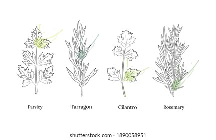 Herbs and spices collection. Vector Collection of hand drawn Spices and Herbs. Botanical plant illustration. Vintage Medicinal Herbs and plants. 