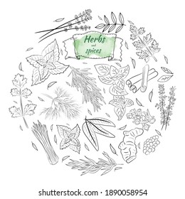 Sammlung von Kräuter und Gewürzen. Vektorgrafik von handgezeichneten Gewürzen und Kräuter. Botanische Pflanzengrafik. Vintage Medizin Kräuter und Pflanzen. 