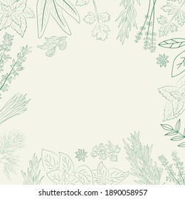 Herbs and spices collection. Vector Collection of hand drawn Spices and Herbs. Botanical plant illustration. Vintage Medicinal Herbs and plants. 