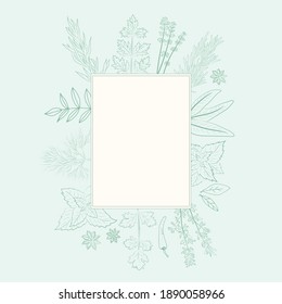 Colección de hierbas y especias. Colección vectorial de especias y hierbas extraídas a mano. Ilustración botánica. Hierbas y plantas medicinales antiguas. 