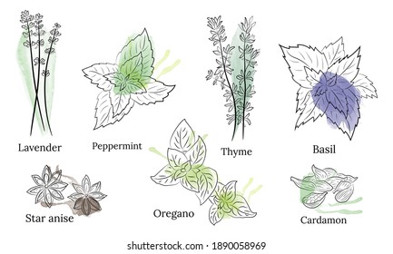Sammlung von Kräuter und Gewürzen. Vektorgrafik von handgezeichneten Gewürzen und Kräuter. Botanische Pflanzengrafik. Vintage Medizin Kräuter und Pflanzen. 