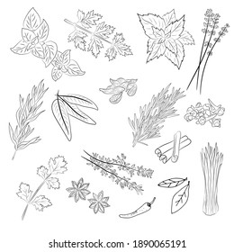 Herbs and spices collection. Vector Collection of hand drawn Spices and Herbs. Botanical plant illustration. Vintage Medicinal Herbs and plants. 