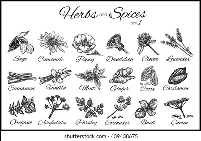 Herbs and spices collection. Vector hand drawn illustration. Isolated objects