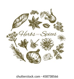 Herbs and spices collection. Vector hand drawn illustration. Isolated objects