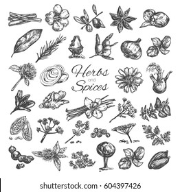 Herbs and spices collection. Vector hand drawn isolated objects on white