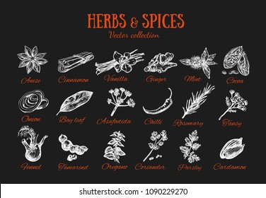 Herbs and Spices condiments. Vector hand drawn icons