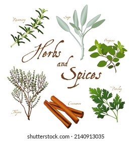 Herbs And Spices, Fresh Rosemary, Garden Sage, Flat Leaf Parsley, Stick Cinnamon, English Thyme And Italian Oregano Isolated On White. 