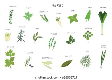 Herbs spices green vector illustrations set. 