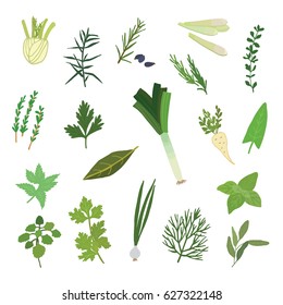 Herbs spices green vector illustrations set. 