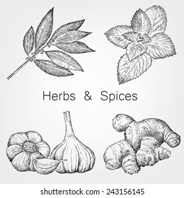 herbs and spices. hand drawing set of vector sketches