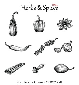 Herbs and spices hand drawing vintage style