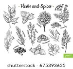 Herbs and Spices. Hand drawn vector illustration set. Engraved style flavor and condiment drawing. Botanical vintage food sketches. Mint, oregano, caraway, coriander, basil, dill and etc.