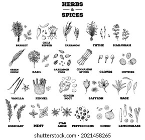 Herbs and spices hand drawn vector illustration. Aromatic plants. Hand drawn food sketch. Vintage illustration. Herbs and spices collection. Sketch style set.