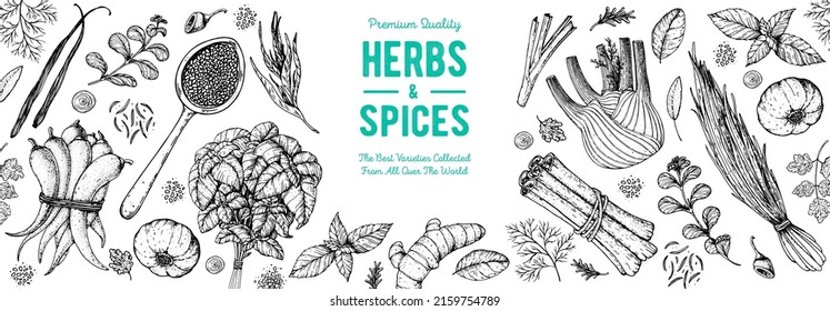 Herbs and spices hand drawn vector illustration. Aromatic plants. Hand drawn food sketch. Vintage illustration. Card design. Sketch style. Spice and herbs black and white design