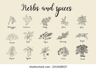 Herbs and spices hand drawn vector illustration. Monochrome food sketch. Aromatic plants. Trendy design for modern menu, logo, branding, packaging and labeling.