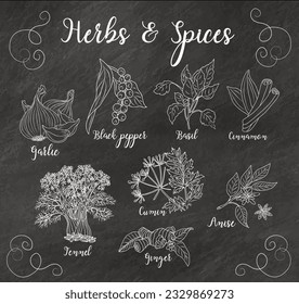 Herbs and spices hand drawn vector illustration isolated. Hand drawn white sketch on black chalkboard background. Vintage Aromatic plants. Card and menu design. Spice and herbs black and white design