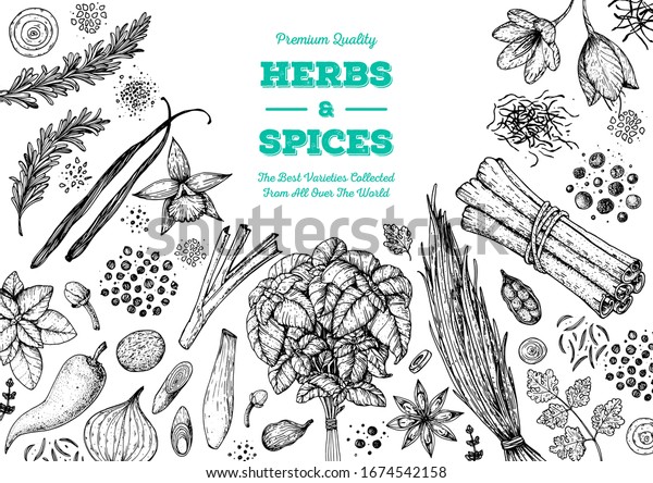 Herbs Spices Hand Drawn Vector Illustration Stock Vector Royalty Free