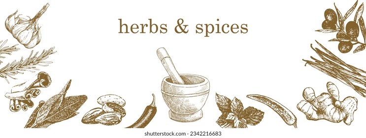 Herbs and Spices. Hand-drawn illustration of plants and objects. Ink. Vector