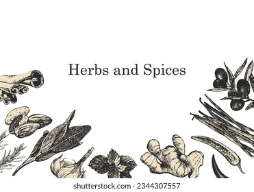 Herbs and Spices. Hand-drawn illustration of plants and objects. Ink. Vector