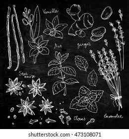 Herbs. Spices. Herb drawn black lines on a white background. Vector illustration. Vanilla, mint, ginger, star anise, lavender, clover. Chalkboard texture background