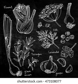 Herbs. Spices. Herb drawn black lines on a white background. Vector illustration. Fennel, dill, coriander, tarragon, green onion, garlic. Chalkboard texture background