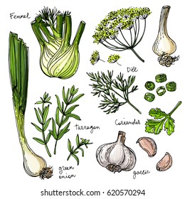 Herbs. Spices. Herb drawn black lines on a white background. Vector illustration. Fennel, dill, coriander, tarragon, green onion, garlic