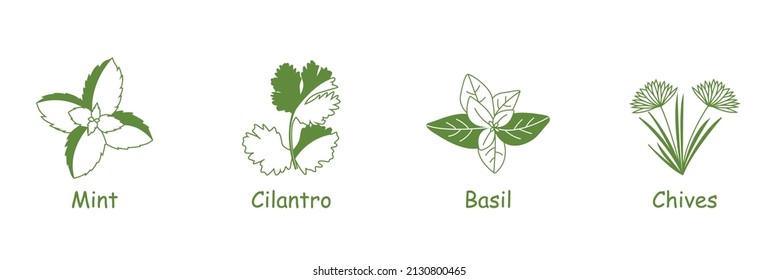 hierbas y especias conjunto de ícono menta, cilantro, albahaca, cebollas 