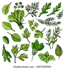 Herbs. Spices. Italian herb drawn black lines on a white background. Vector illustration. Rosemary, arugula, dill, basil, onion, tarragon, spinach